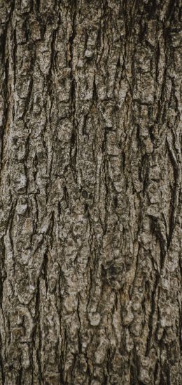 tree, trunk Wallpaper 1080x2280