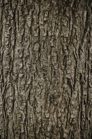 tree, trunk Wallpaper 4000x6000