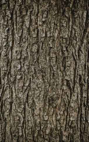 tree, trunk Wallpaper 1752x2800