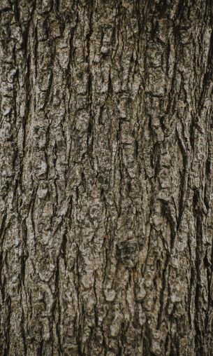 tree, trunk Wallpaper 1200x2000