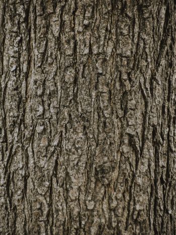 tree, trunk Wallpaper 2048x2732