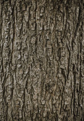 tree, trunk Wallpaper 1668x2388