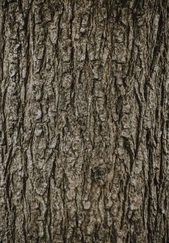 tree, trunk Wallpaper 1640x2360