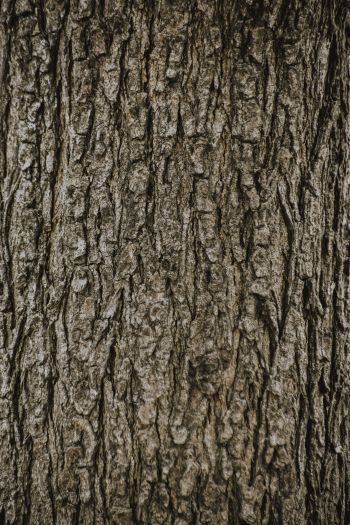 tree, trunk Wallpaper 640x960
