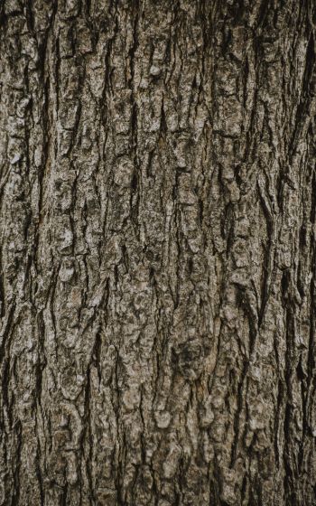 tree, trunk Wallpaper 1200x1920