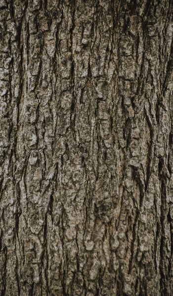 tree, trunk Wallpaper 600x1024