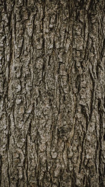 tree, trunk Wallpaper 640x1136