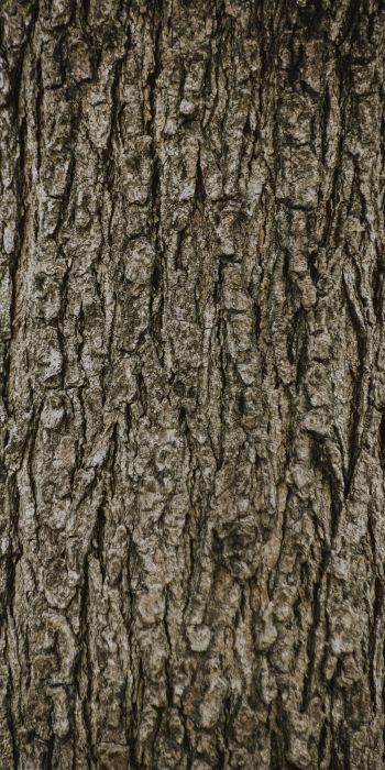 tree, trunk Wallpaper 720x1440