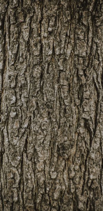 tree, trunk Wallpaper 1080x2220