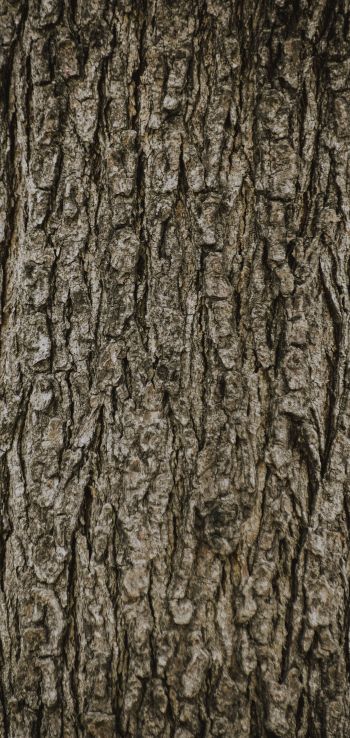 tree, trunk Wallpaper 720x1520