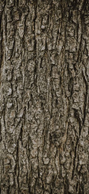 tree, trunk Wallpaper 1284x2778
