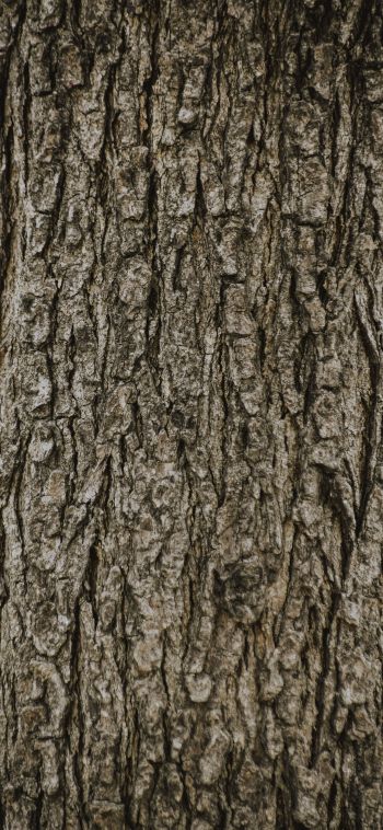 tree, trunk Wallpaper 1080x2340