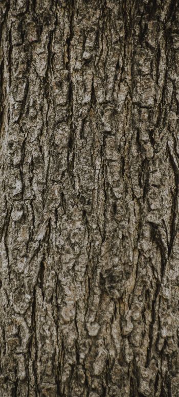 tree, trunk Wallpaper 1440x3200