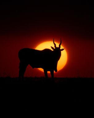dawn, africa, antelope Wallpaper 3645x4556