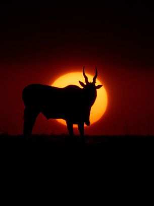 dawn, africa, antelope Wallpaper 1536x2048