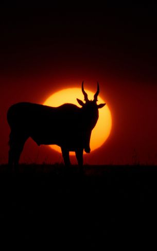 dawn, africa, antelope Wallpaper 1600x2560