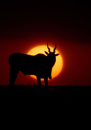 dawn, africa, antelope Wallpaper 1668x2388