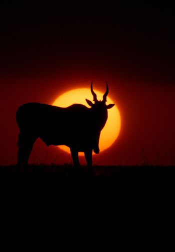dawn, africa, antelope Wallpaper 1640x2360