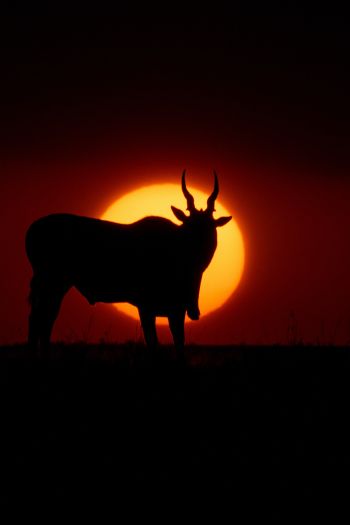 dawn, africa, antelope Wallpaper 640x960