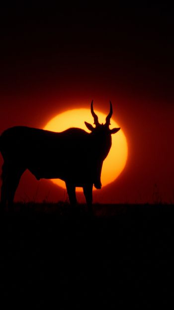 dawn, africa, antelope Wallpaper 640x1136