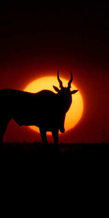 dawn, africa, antelope Wallpaper 720x1440
