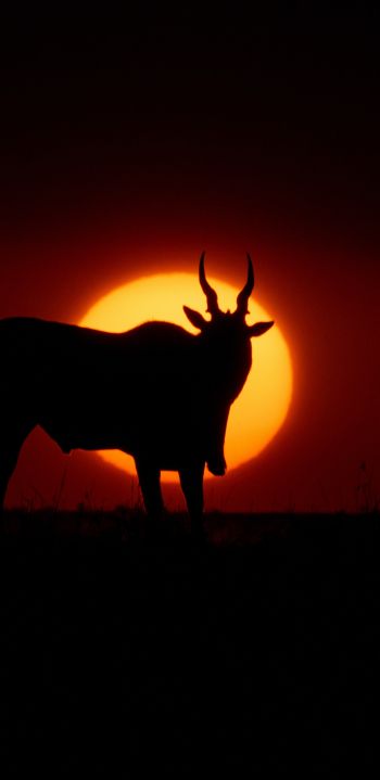 dawn, africa, antelope Wallpaper 1440x2960
