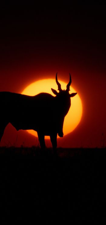 dawn, africa, antelope Wallpaper 1080x2280