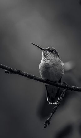 Ontario, Canada, bird Wallpaper 600x1024