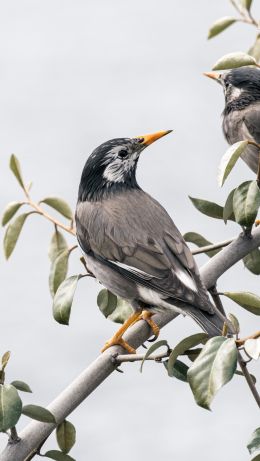 birds on a branch, pair of birds Wallpaper 640x1136