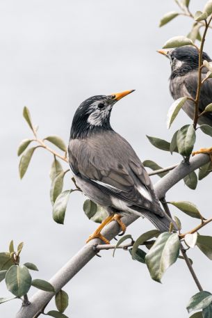 birds on a branch, pair of birds Wallpaper 640x960