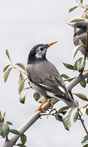 birds on a branch, pair of birds Wallpaper 1200x2000