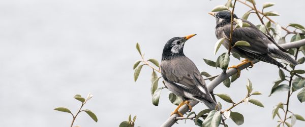 birds on a branch, pair of birds Wallpaper 3440x1440