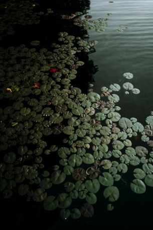 Ontario, Canada, lake, water lilies Wallpaper 4000x6000
