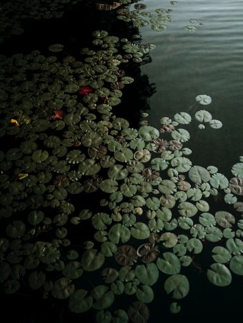 Ontario, Canada, lake, water lilies Wallpaper 1668x2224