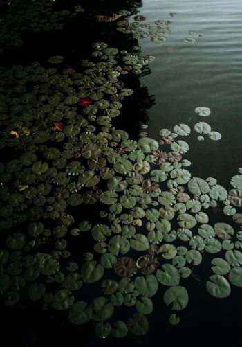 Ontario, Canada, lake, water lilies Wallpaper 1668x2388