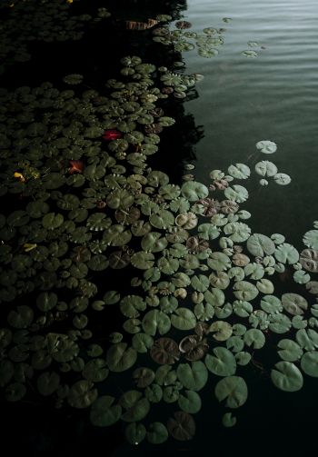 Ontario, Canada, lake, water lilies Wallpaper 1640x2360