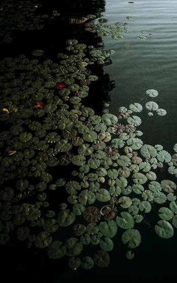 Ontario, Canada, lake, water lilies Wallpaper 1752x2800
