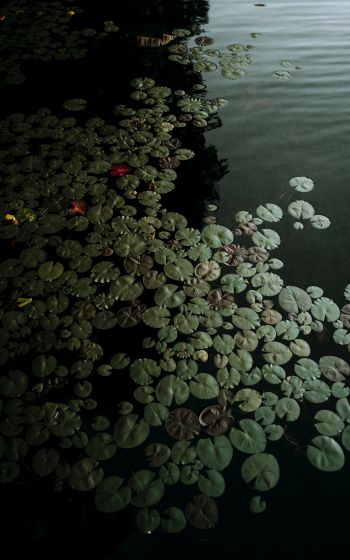 Ontario, Canada, lake, water lilies Wallpaper 1600x2560