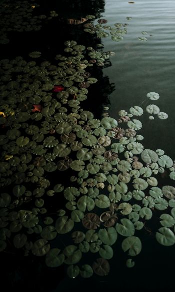 Ontario, Canada, lake, water lilies Wallpaper 1200x2000