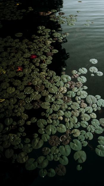 Ontario, Canada, lake, water lilies Wallpaper 640x1136