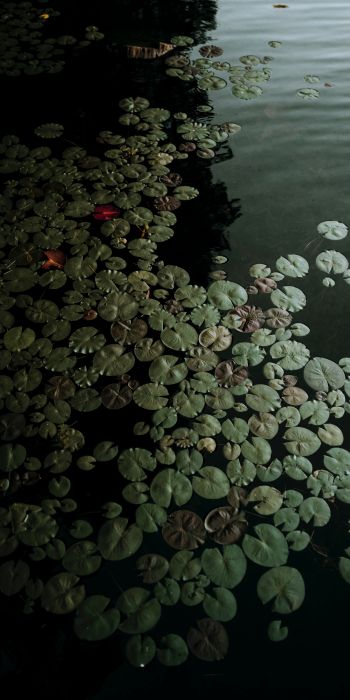 Ontario, Canada, lake, water lilies Wallpaper 720x1440