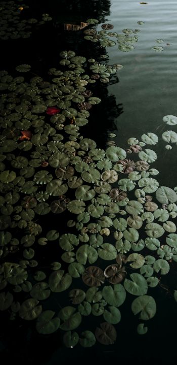 Ontario, Canada, lake, water lilies Wallpaper 1440x2960