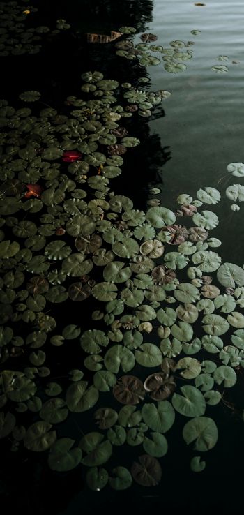 Ontario, Canada, lake, water lilies Wallpaper 720x1520