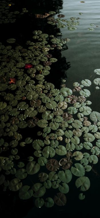 Ontario, Canada, lake, water lilies Wallpaper 1284x2778