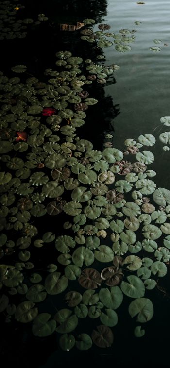 Ontario, Canada, lake, water lilies Wallpaper 1080x2340