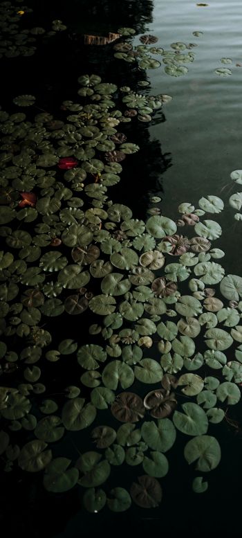 Ontario, Canada, lake, water lilies Wallpaper 720x1600