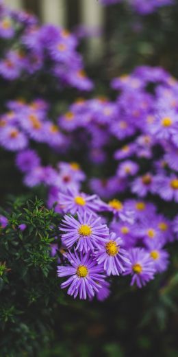 flowers, purple flowers Wallpaper 720x1440