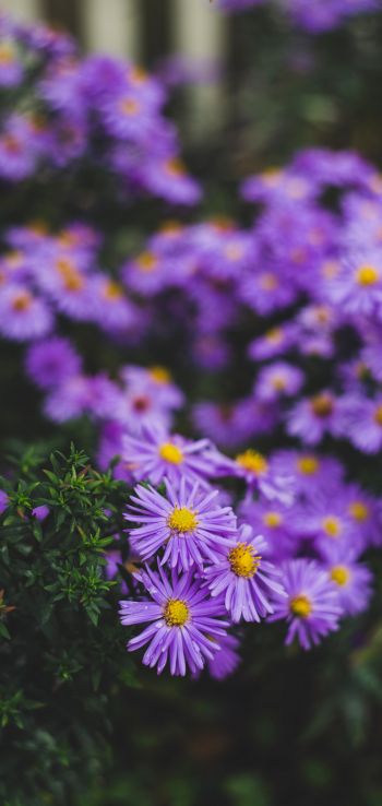 flowers, purple flowers Wallpaper 1080x2280