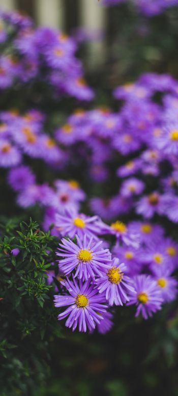 flowers, purple flowers Wallpaper 1080x2400