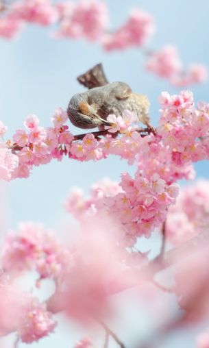 Tokyo, Japan, cherry blossoms Wallpaper 1200x2000